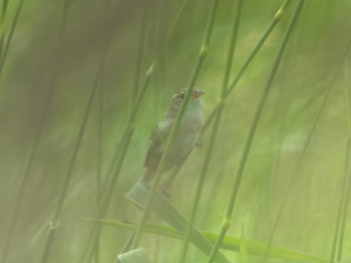 Sedge Wren - ML637719096
