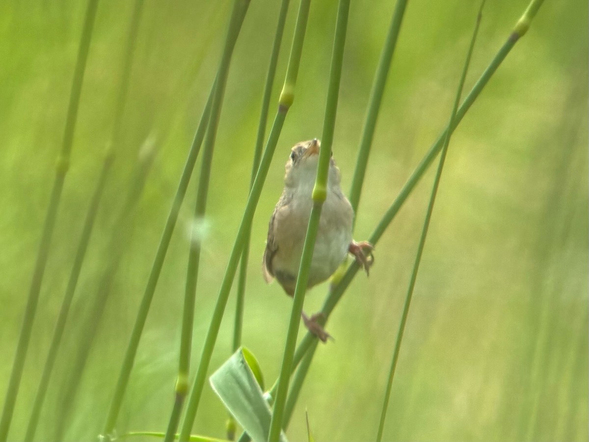 Sedge Wren - ML637719100
