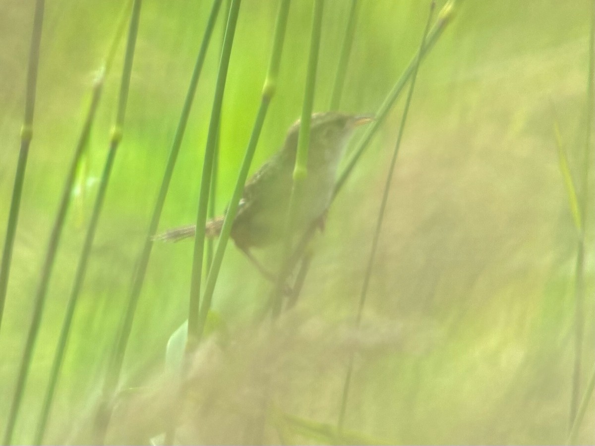 Sedge Wren - ML637719103