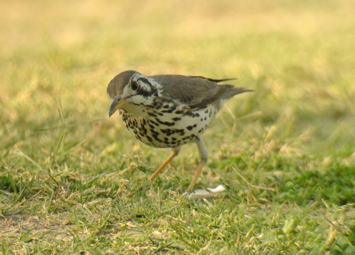 Groundscraper Thrush - ML637719138