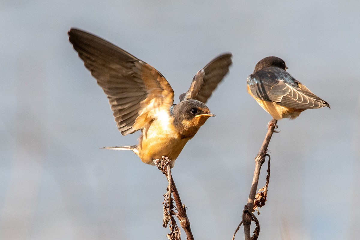 Barn Swallow - ML637719159