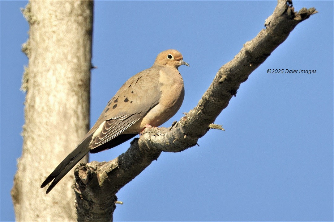Mourning Dove - ML637719164