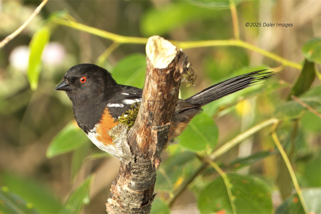 Spotted Towhee - ML637719175