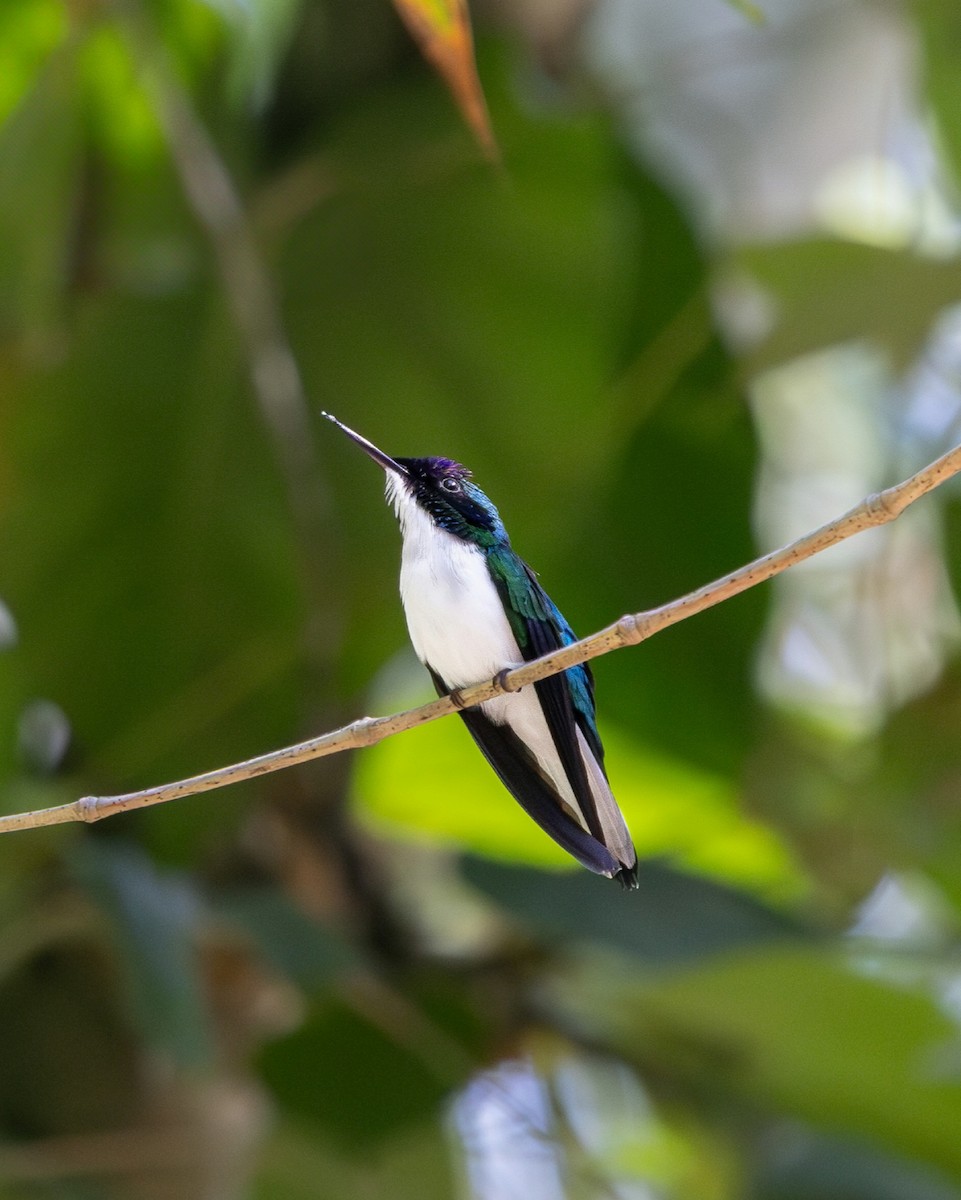 Purple-crowned Fairy - ML637719179