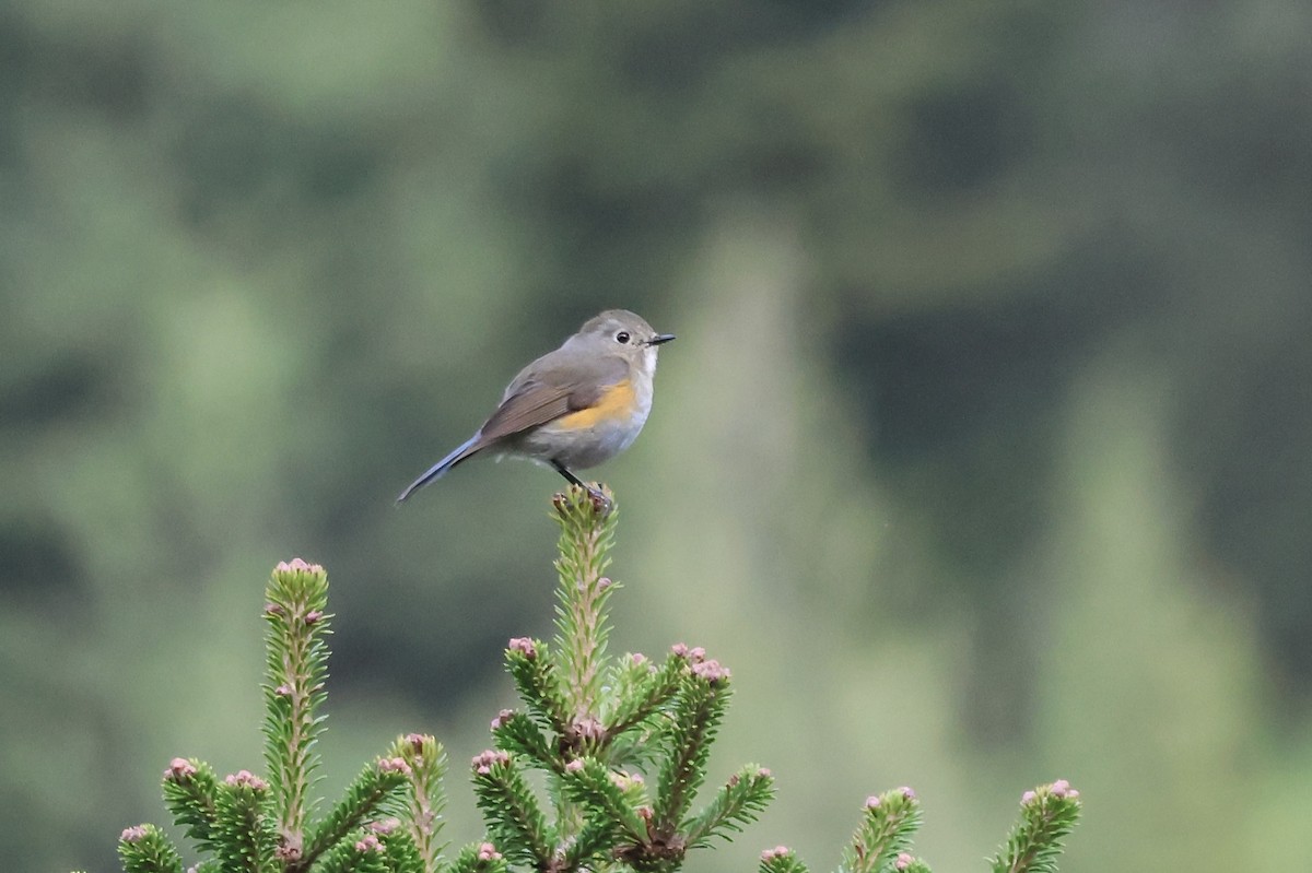 Himalayan Bluetail - ML637719186