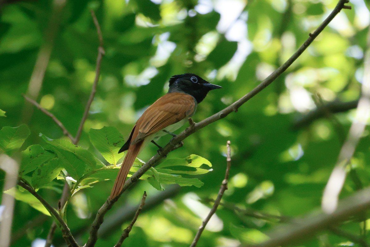 Amur Paradise-Flycatcher - ML637719189