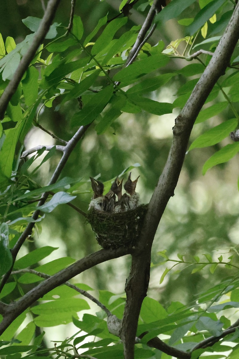 Amur Paradise-Flycatcher - ML637719190