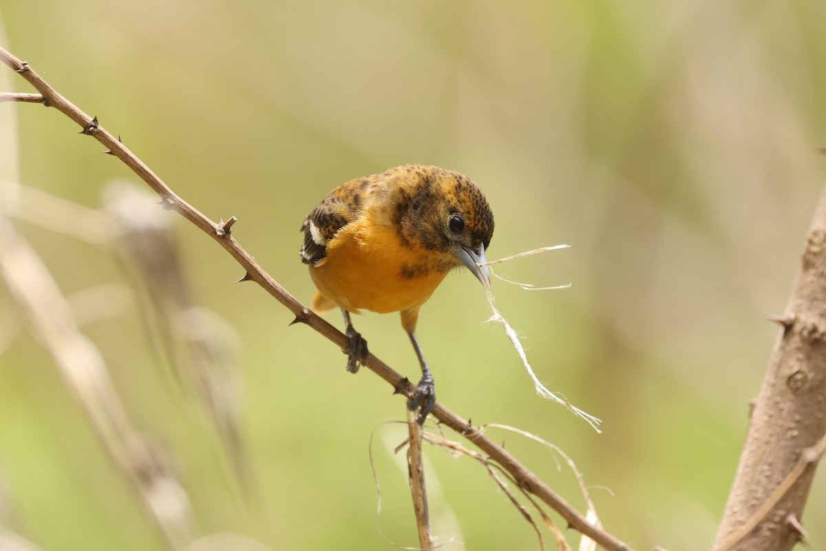 Baltimore Oriole - ML637719246