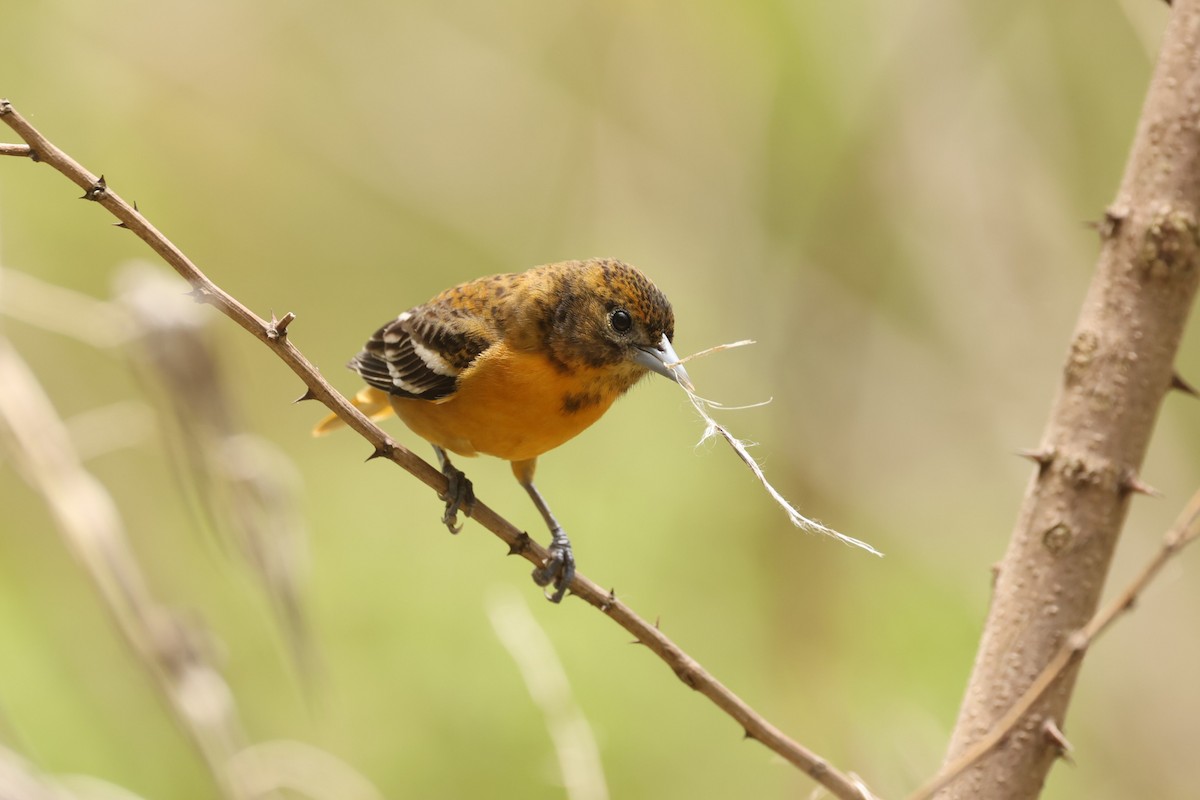 Baltimore Oriole - ML637719247