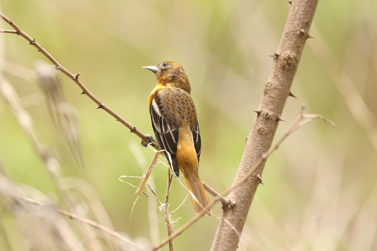 Baltimore Oriole - ML637719248