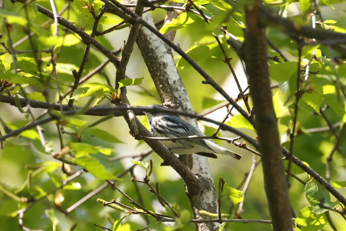 Cerulean Warbler - ML637719261