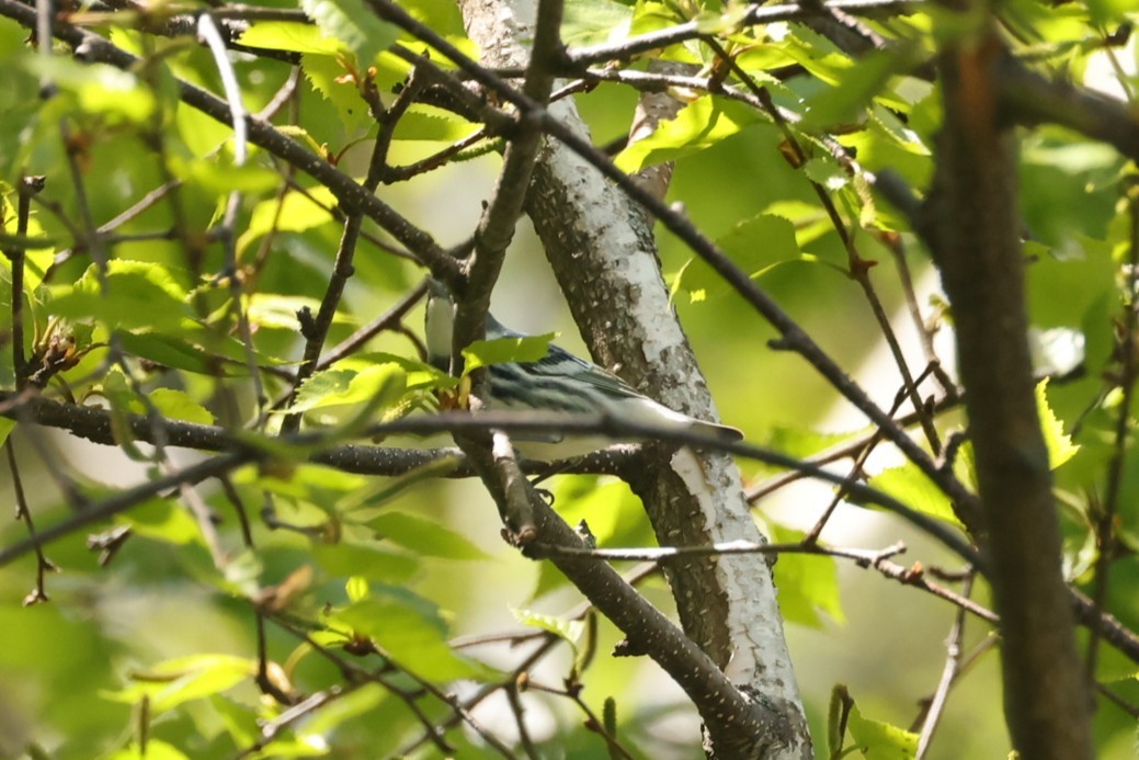 Cerulean Warbler - ML637719262