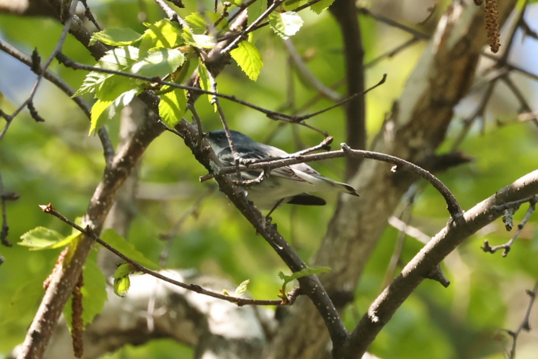 Cerulean Warbler - ML637719263
