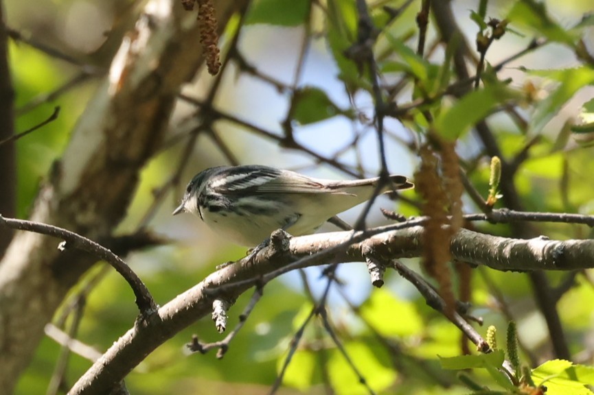 Cerulean Warbler - ML637719264