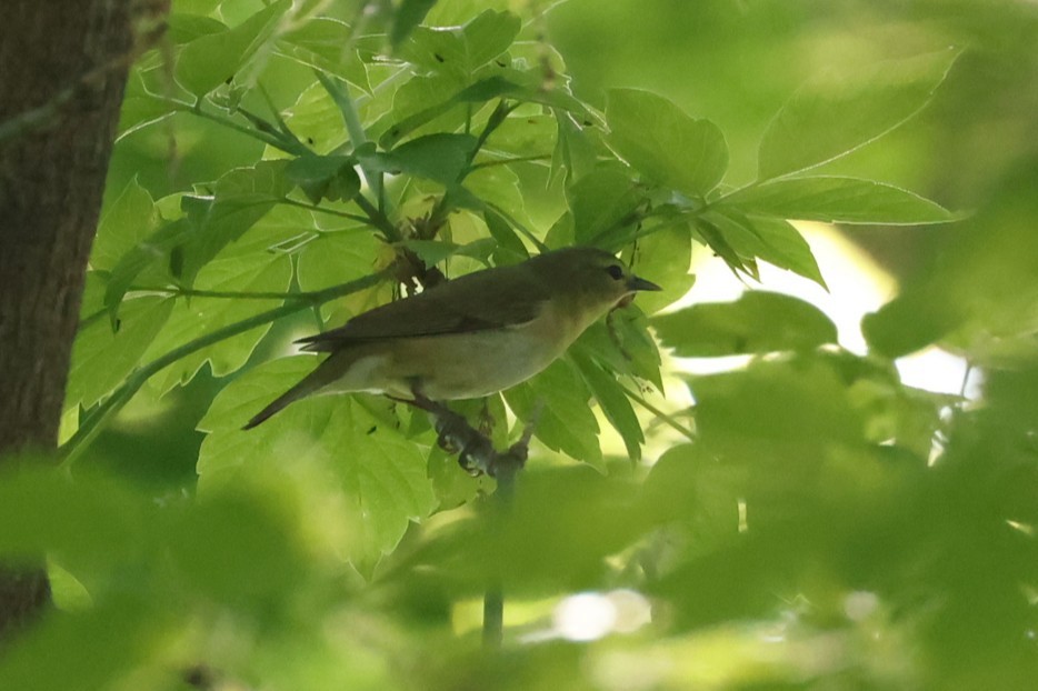 Tennessee Warbler - ML637719297