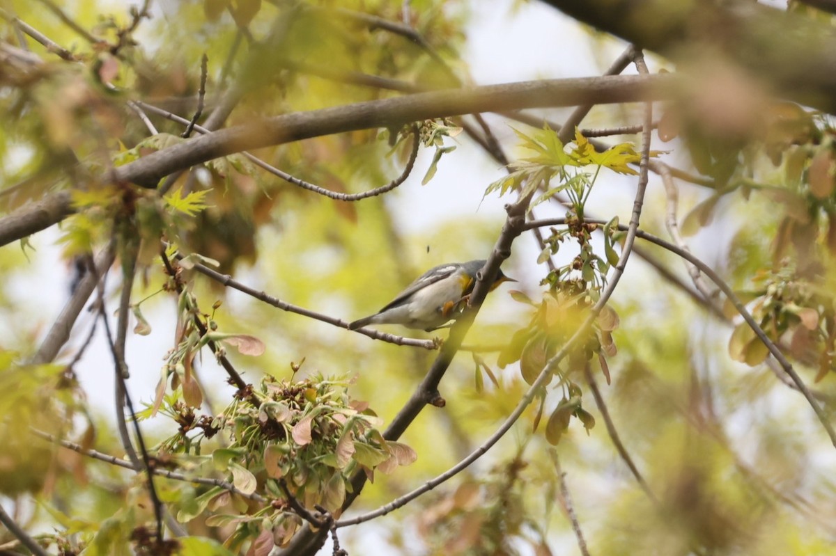 Northern Parula - ML637719312