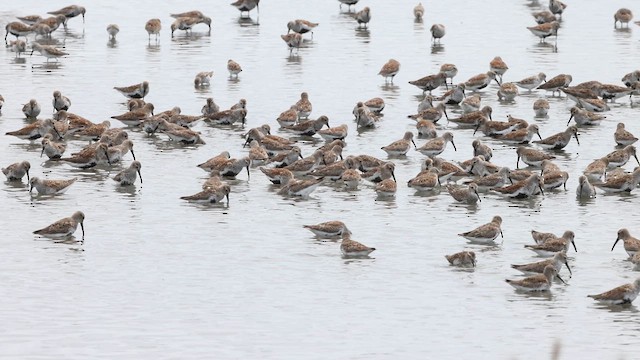 Dunlin - ML637719335