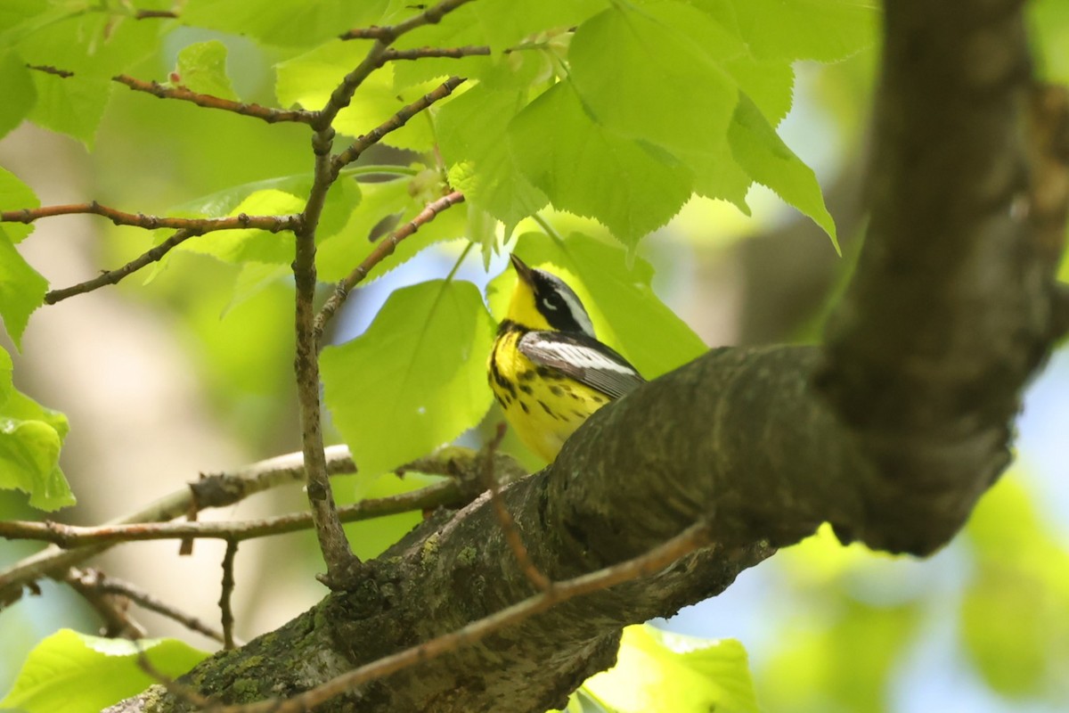 Magnolia Warbler - ML637719345