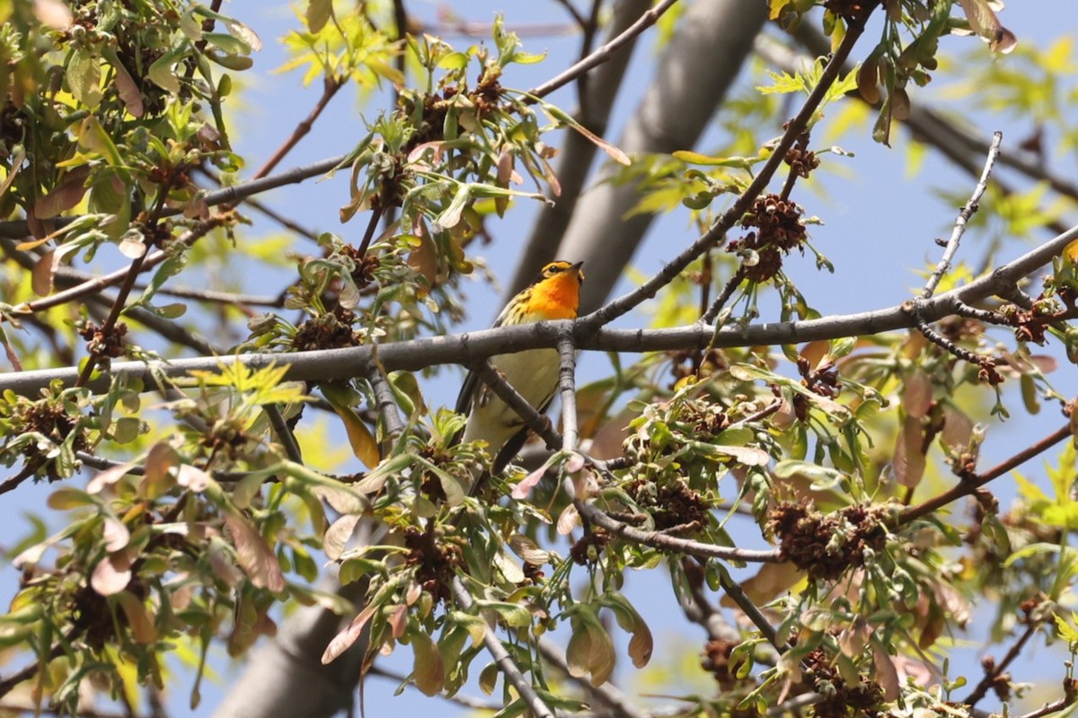 Blackburnian Warbler - ML637719350
