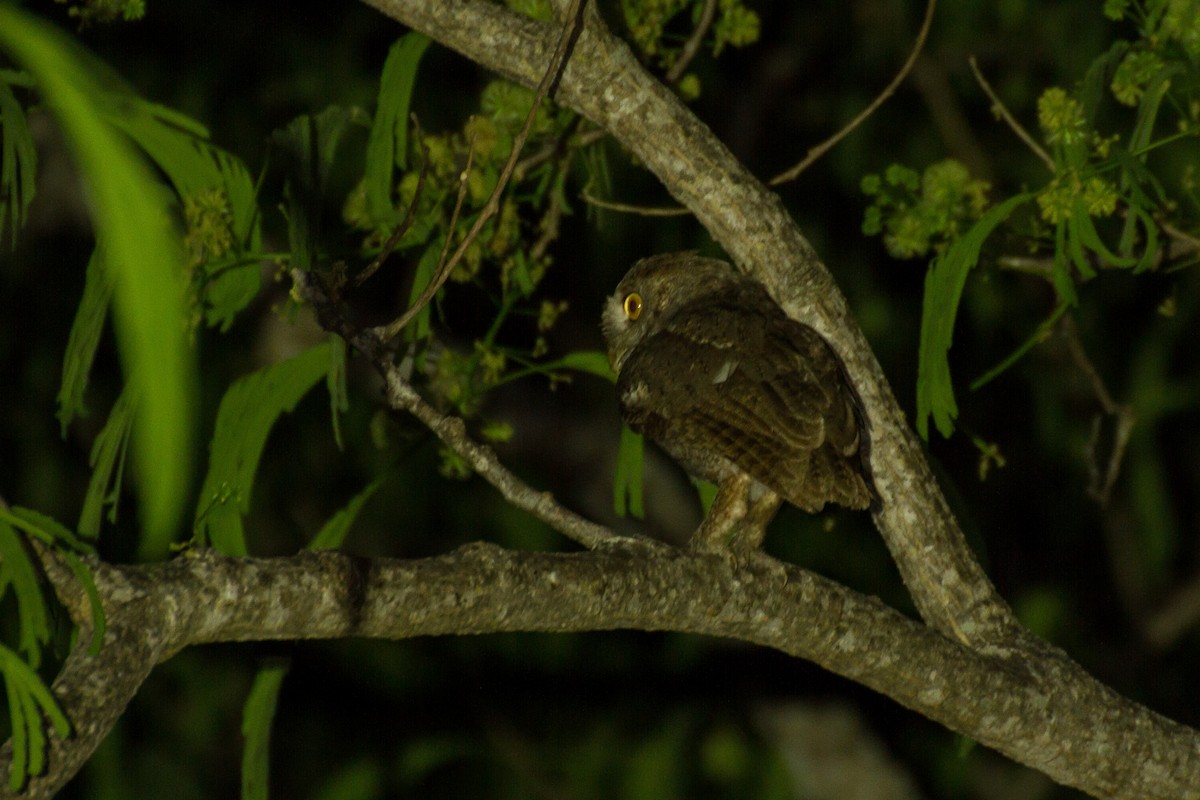 Pacific Screech-Owl - ML637719354