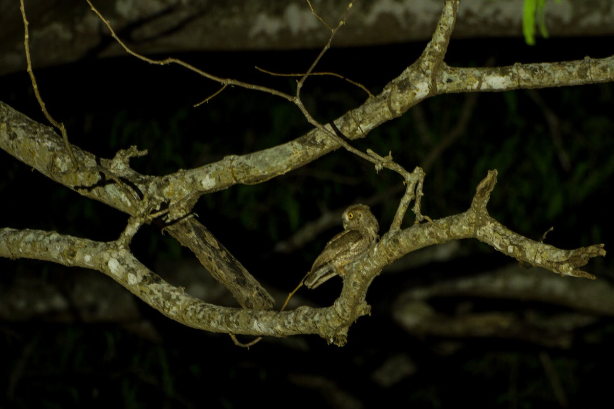 Pacific Screech-Owl - ML637719355