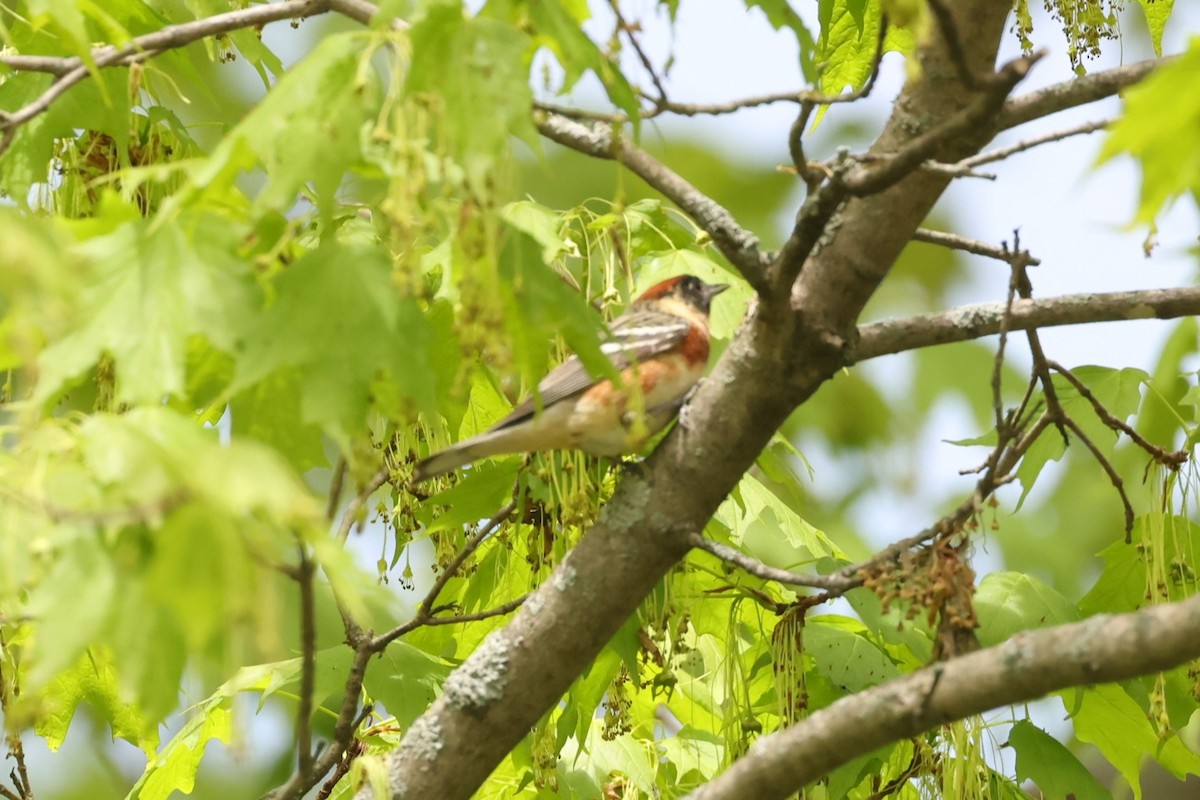 Bay-breasted Warbler - ML637719356