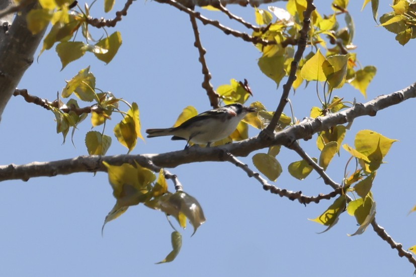 Chestnut-sided Warbler - ML637719374