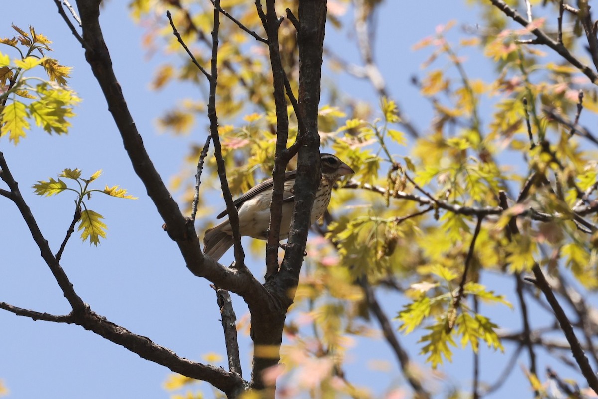 Rose-breasted Grosbeak - ML637719384