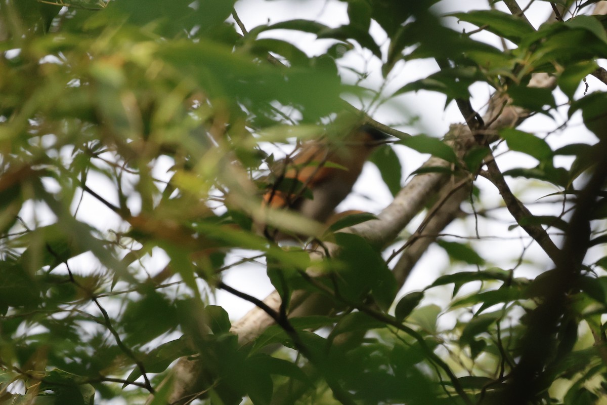 Buffy Laughingthrush - ML637719386