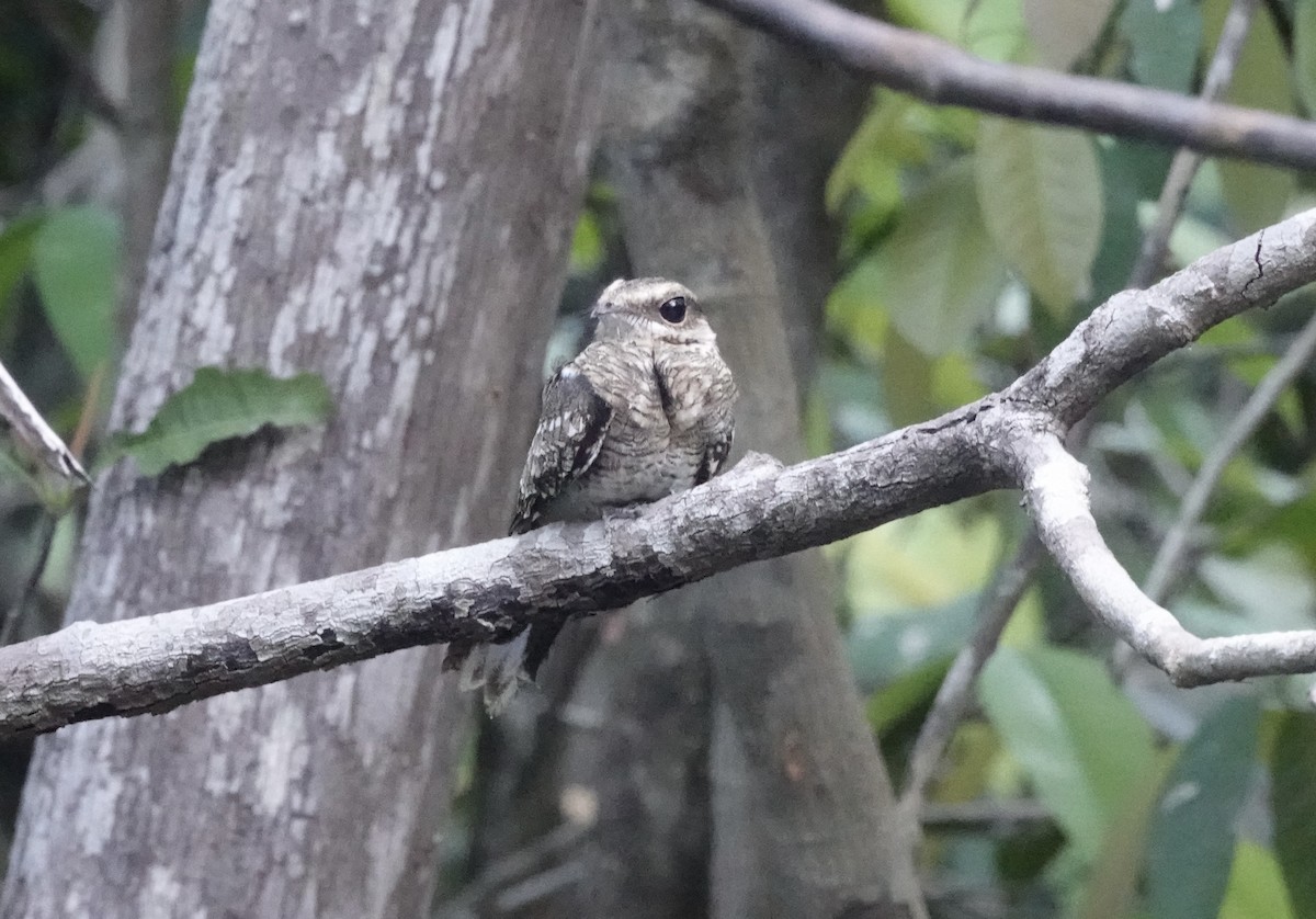 Ladder-tailed Nightjar - ML637719394