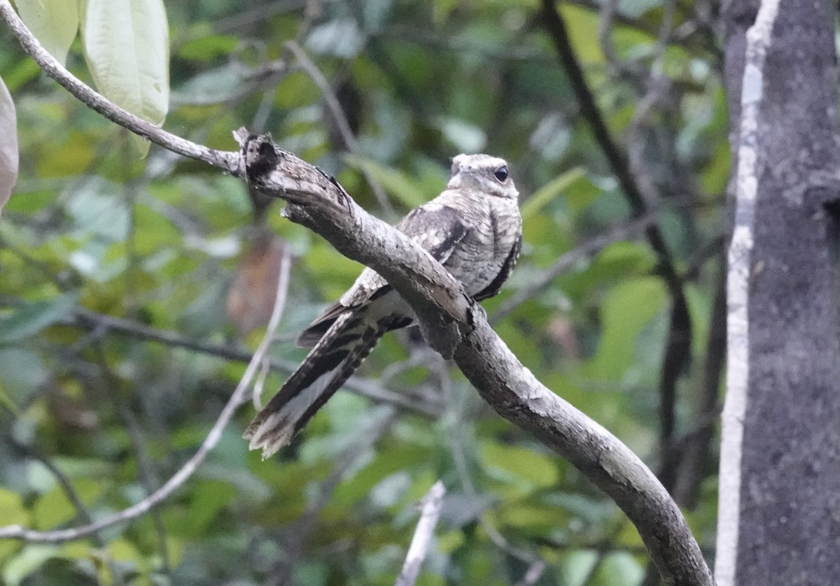 Ladder-tailed Nightjar - ML637719395
