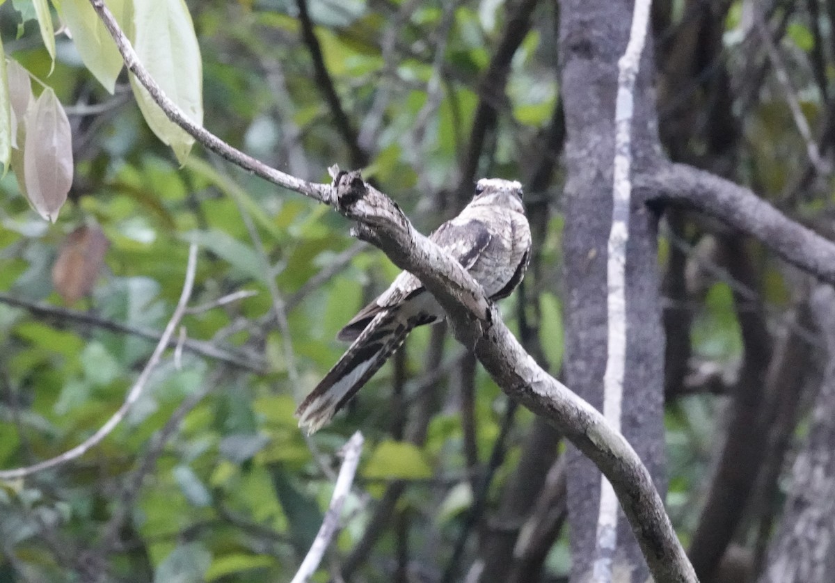 Ladder-tailed Nightjar - ML637719396