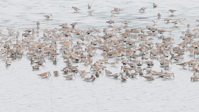 Dunlin - ML637719401