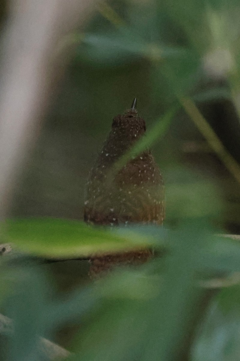 Spotted Elachura - ML637719404