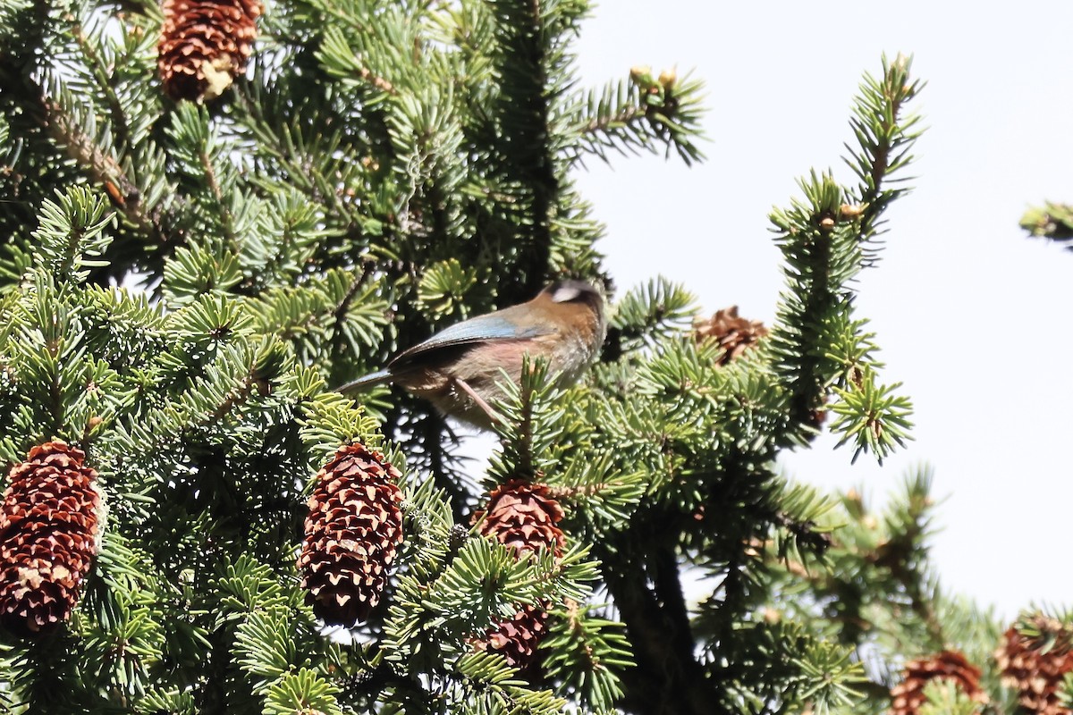 Crested Tit-Warbler - ML637719435