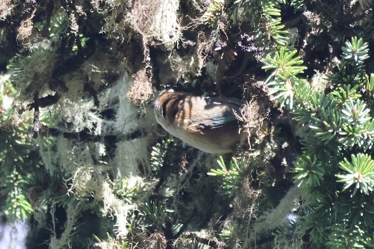 Crested Tit-Warbler - ML637719436