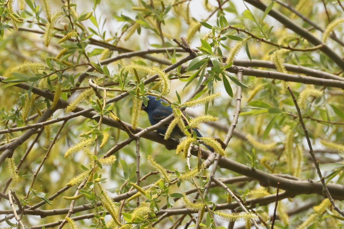 Indigo Bunting - ML637719472