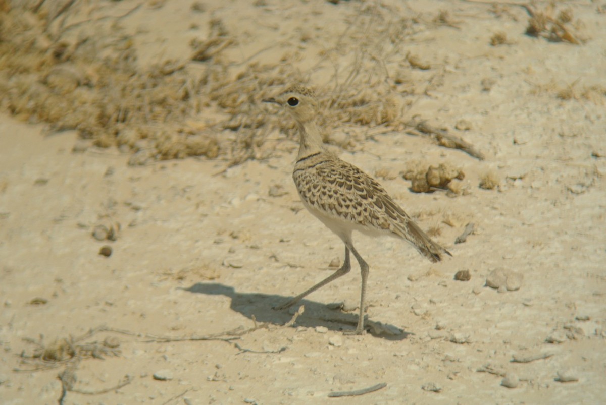 Double-banded Courser - ML637719488