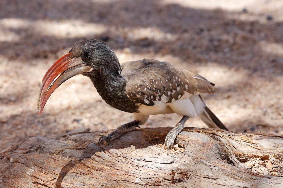 Monteiro's Hornbill - ML637719536