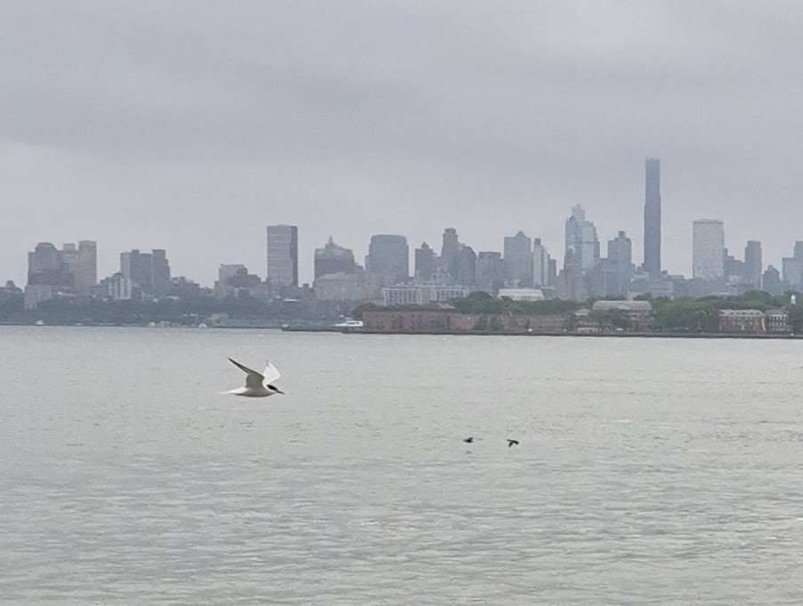 Common Tern - ML637719563