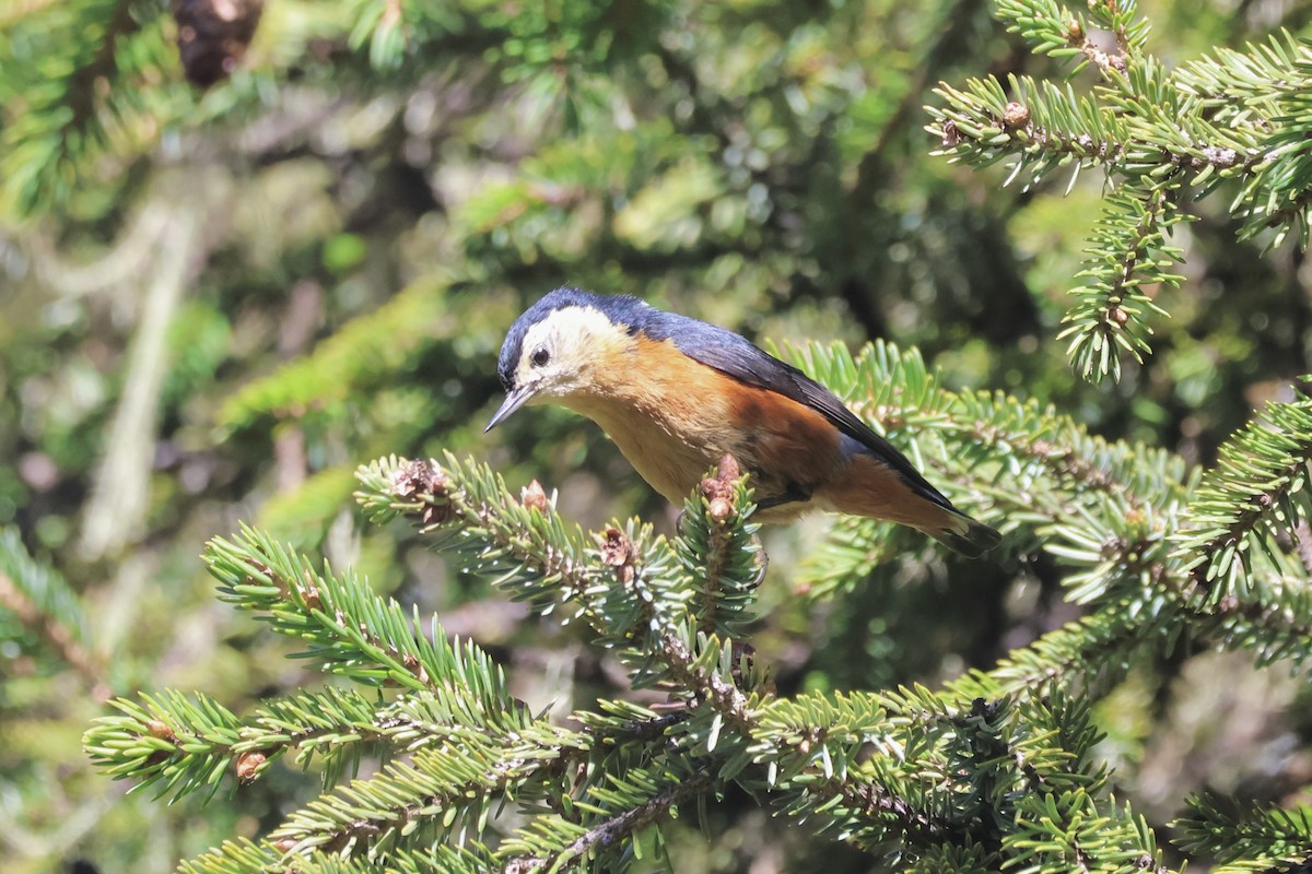 Przevalski's Nuthatch - ML637719573