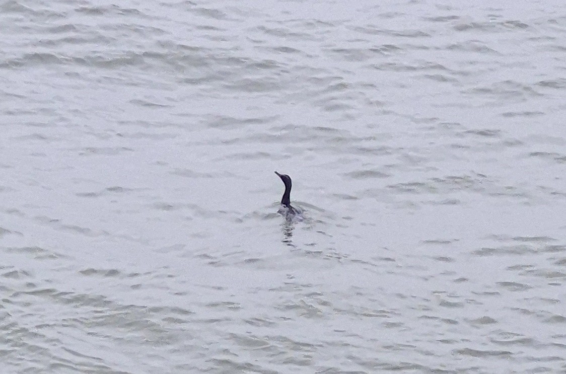 Double-crested Cormorant - ML637719574