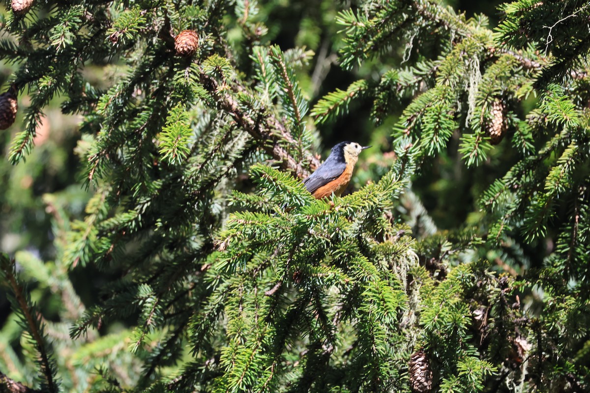 Przevalski's Nuthatch - ML637719588