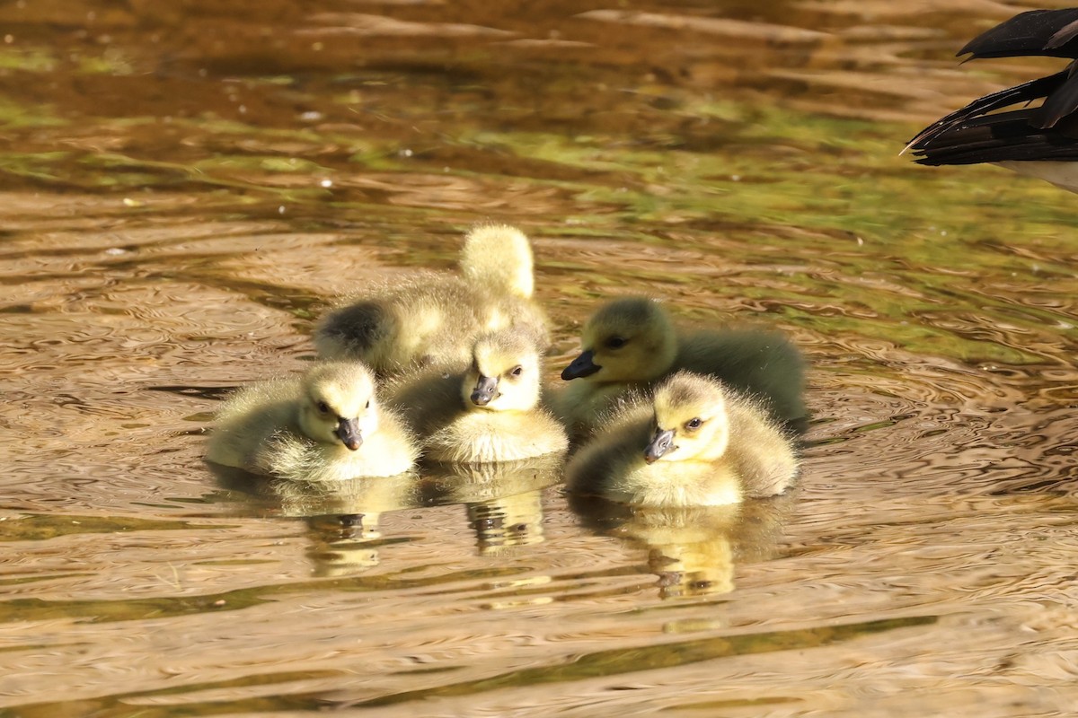 Canada Goose - ML637719600