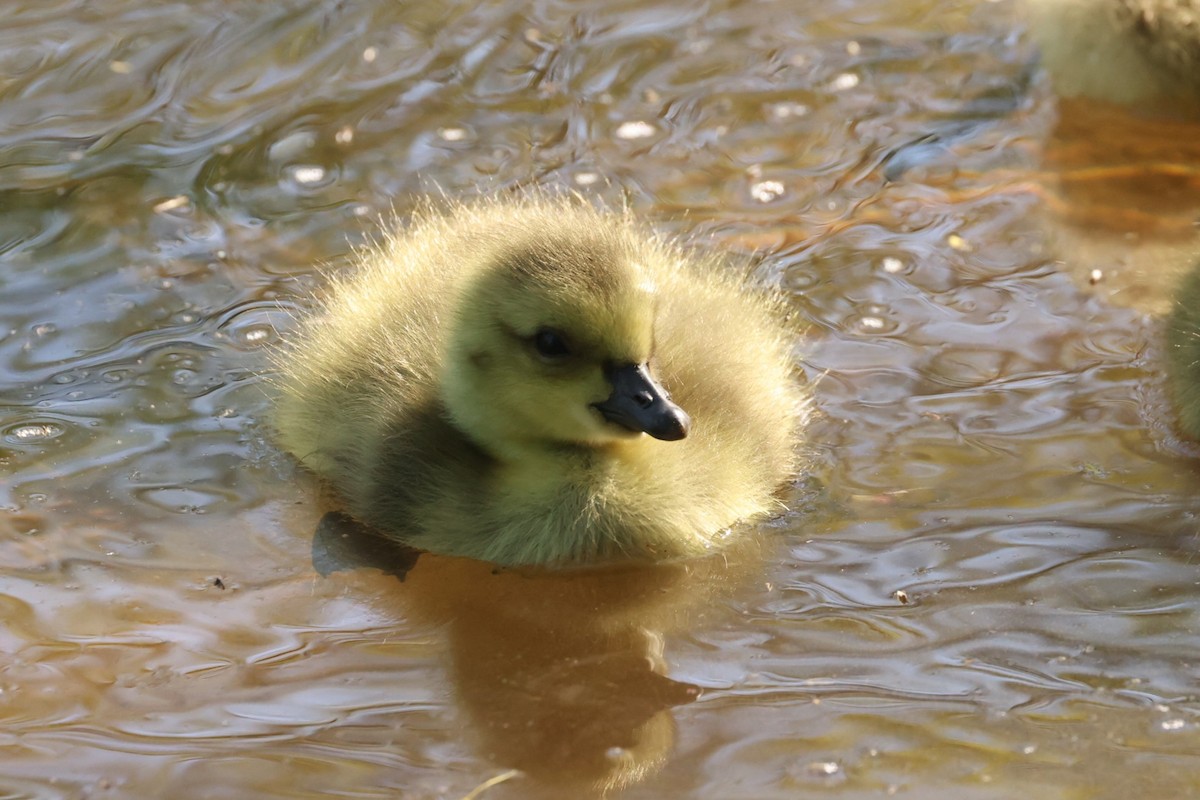 Canada Goose - ML637719601