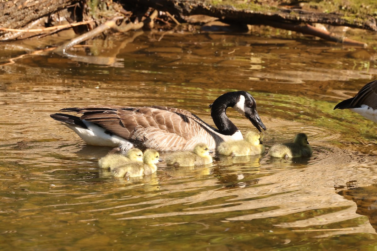 Canada Goose - ML637719602