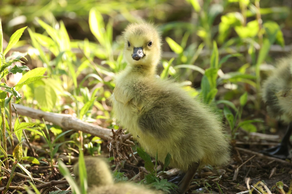 Canada Goose - ML637719603