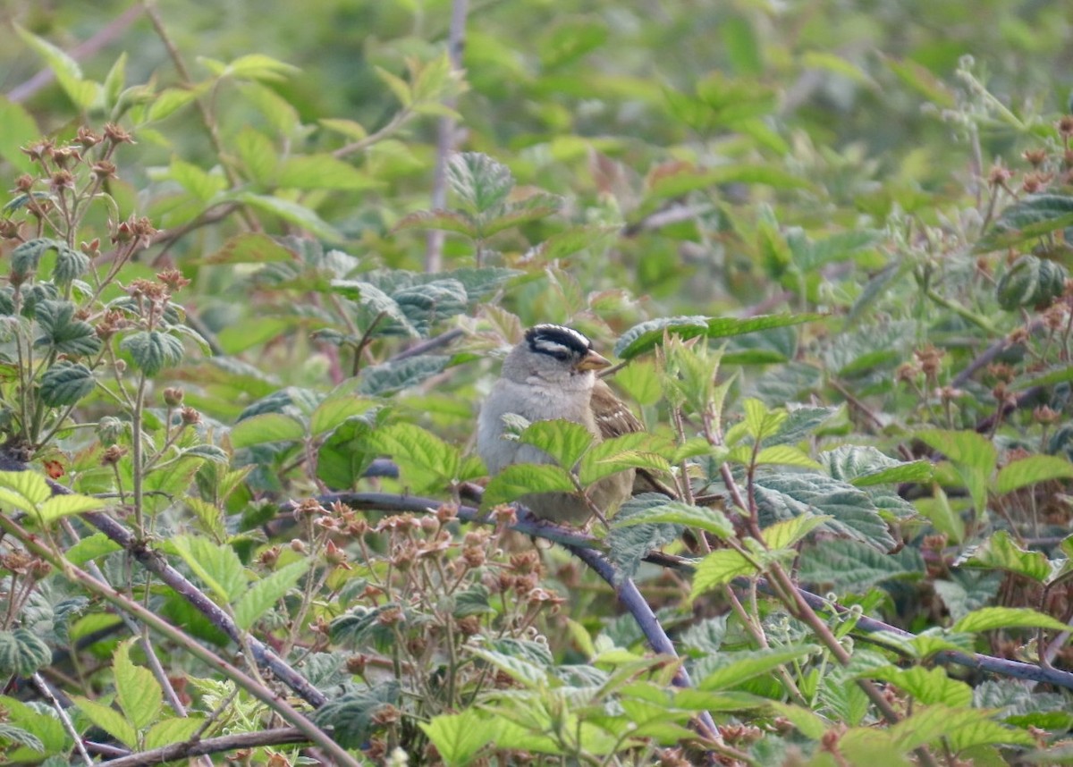 White-crowned Sparrow - ML637719608