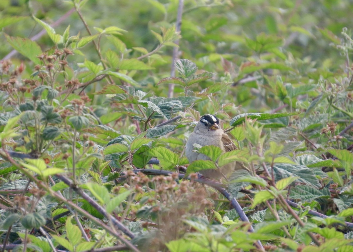 White-crowned Sparrow - ML637719609