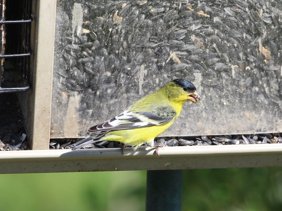 Чиж малий - ML637719616